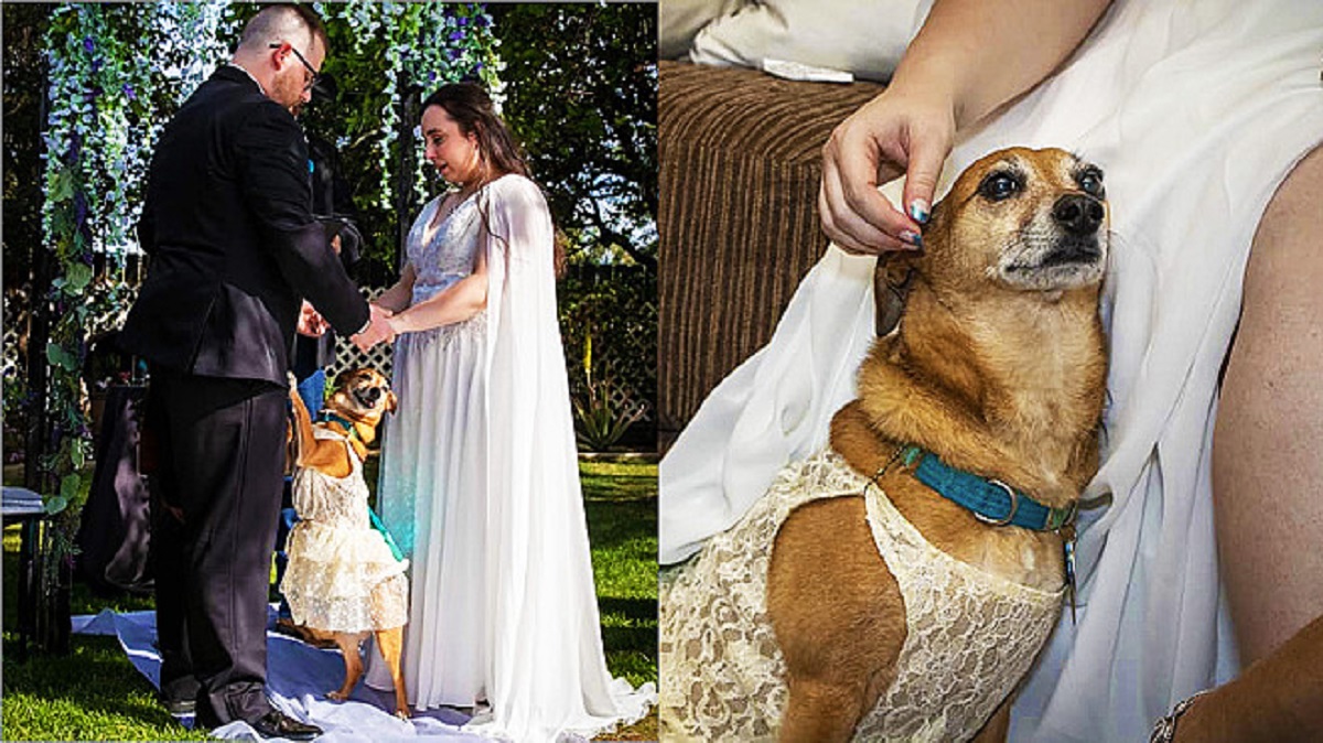 Il cagnolino ruba la scena al matrimonio