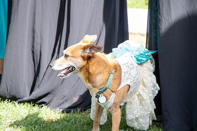 La cucciola di nome Riley