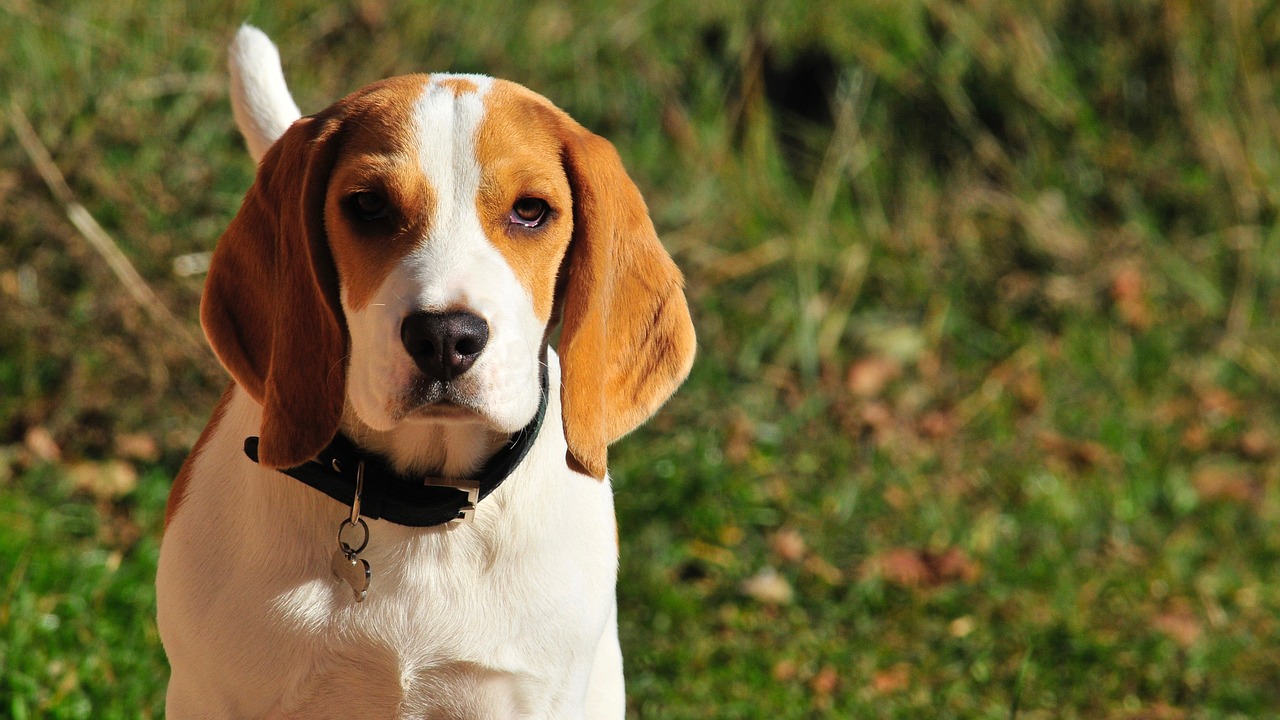 Cucciolo di razza Beagle