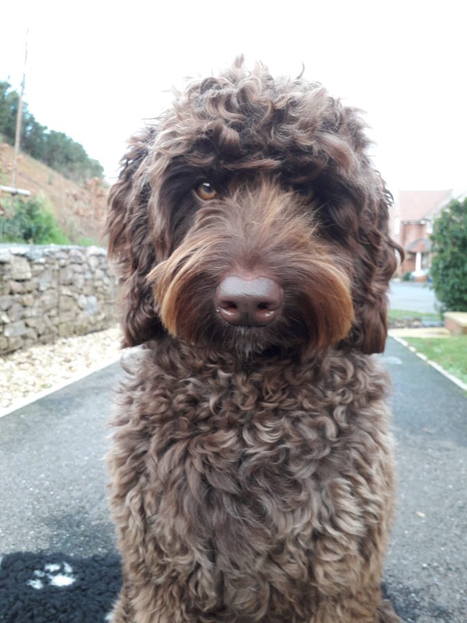 cane di razza Labradoodle