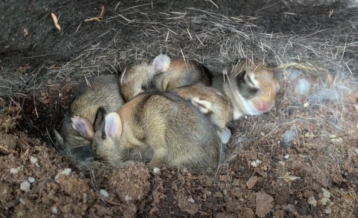 Coniglietti trovati in un vivaio