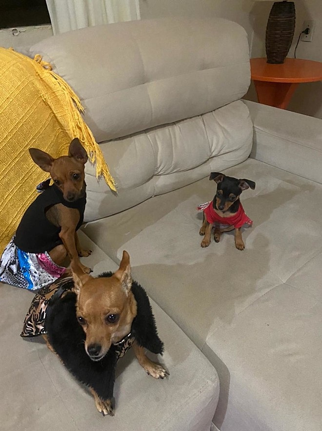 Cucciole di Pinscher accudiscono la
