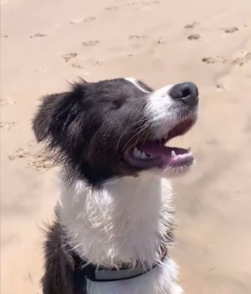 Il Border Collie Stevie