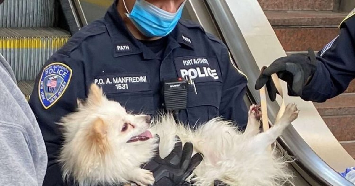 Cucciolo piange di dolore: la polizia lo salva dalla scala mobile