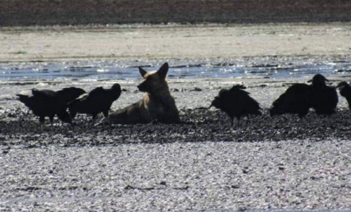Cucciolo spaventato intrappolato nel fango cerca di sfuggire agli avvoltoi