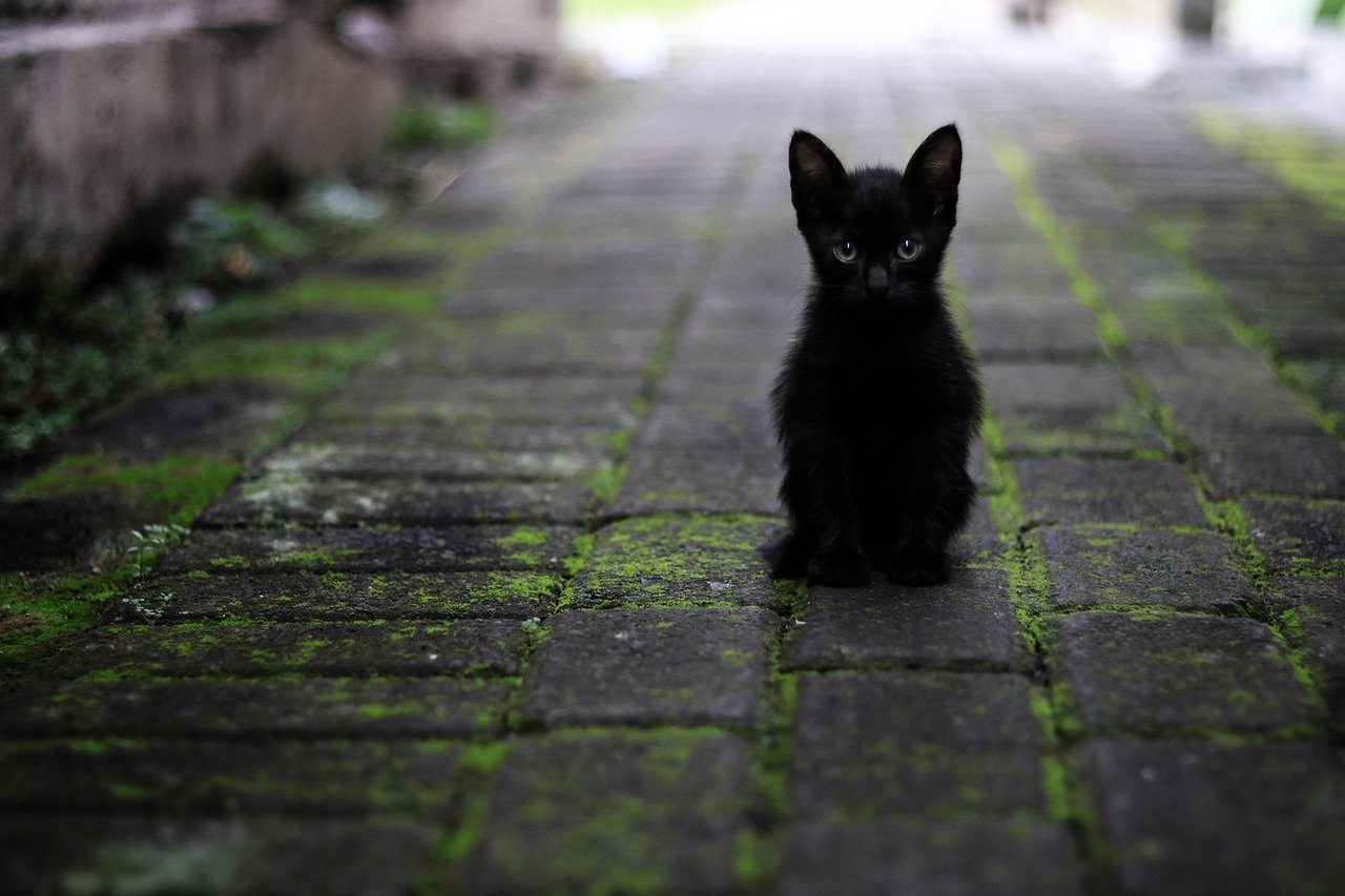 Gatto in strada