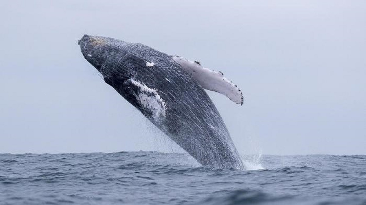 inghiottito da una balena