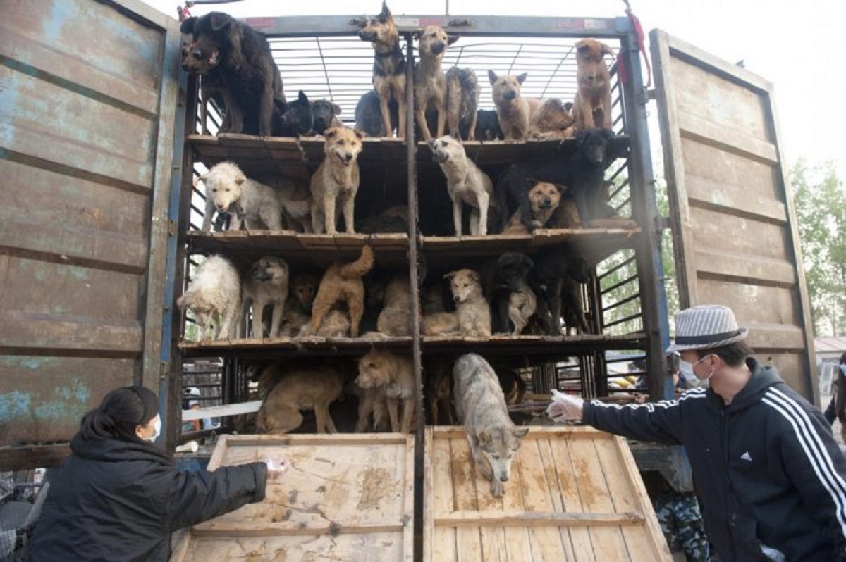 Festival della carne di cane del 2021