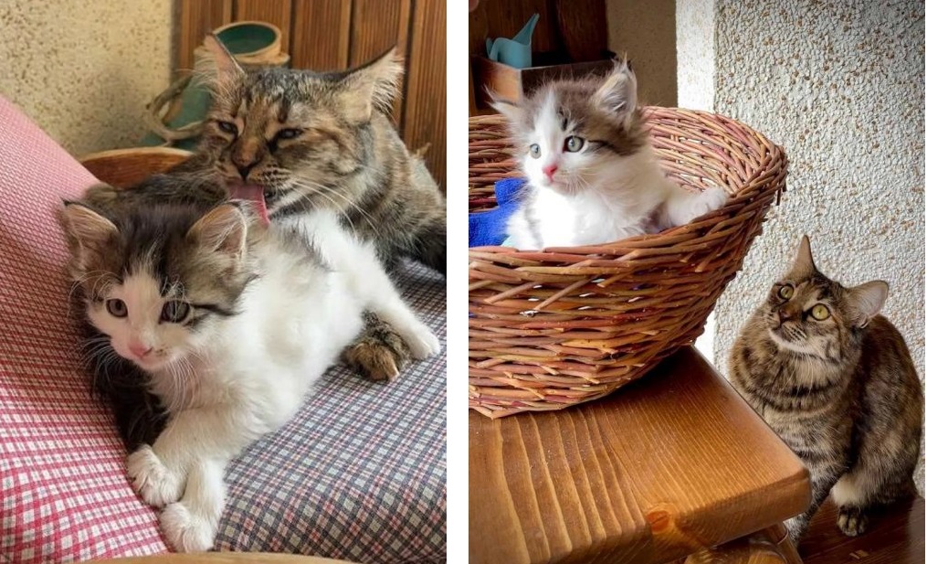 Gattina voleva una sorella, ma il nuovo arrivato la rifiuta