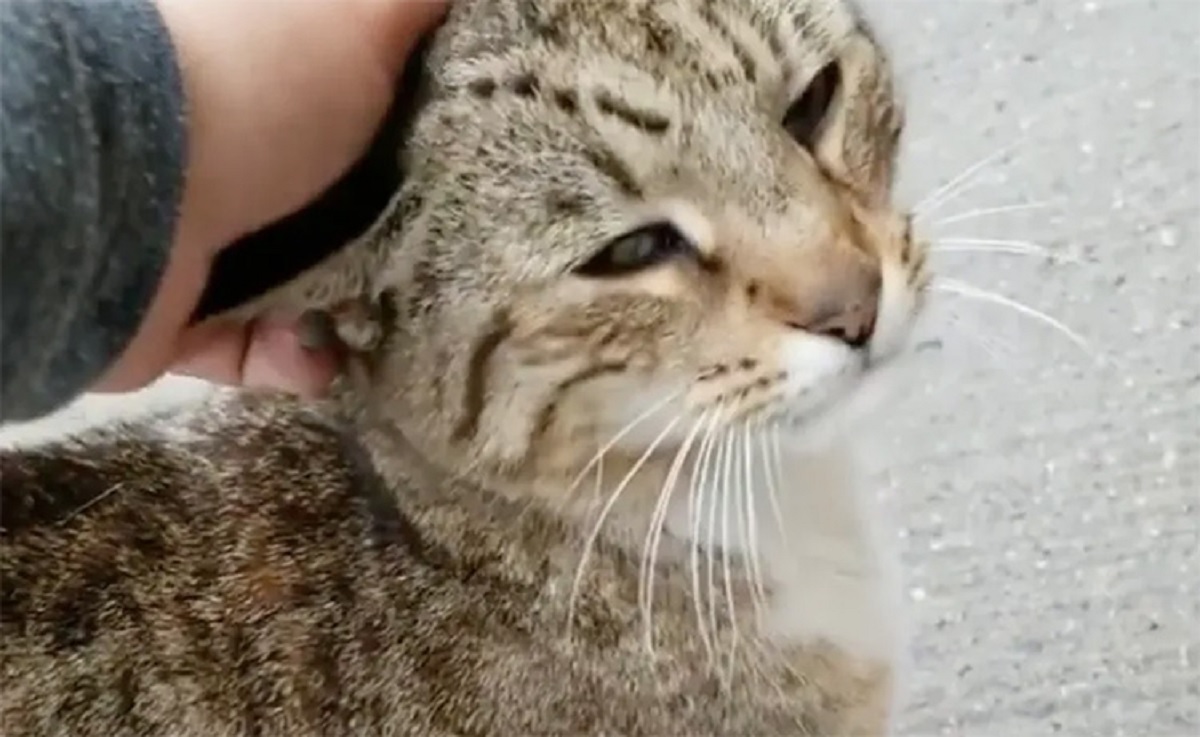 Gatto rannicchiato addosso a un muro pregava che qualcuno lo portasse via da lì