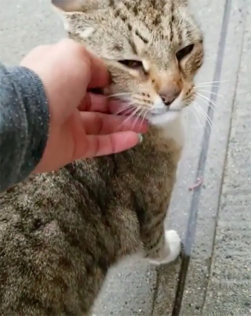 Gatto rannicchiato salvato dalla strada