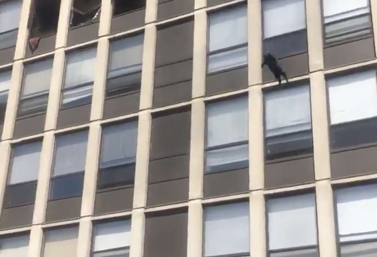 Gatto scappa da un edificio in fiamme