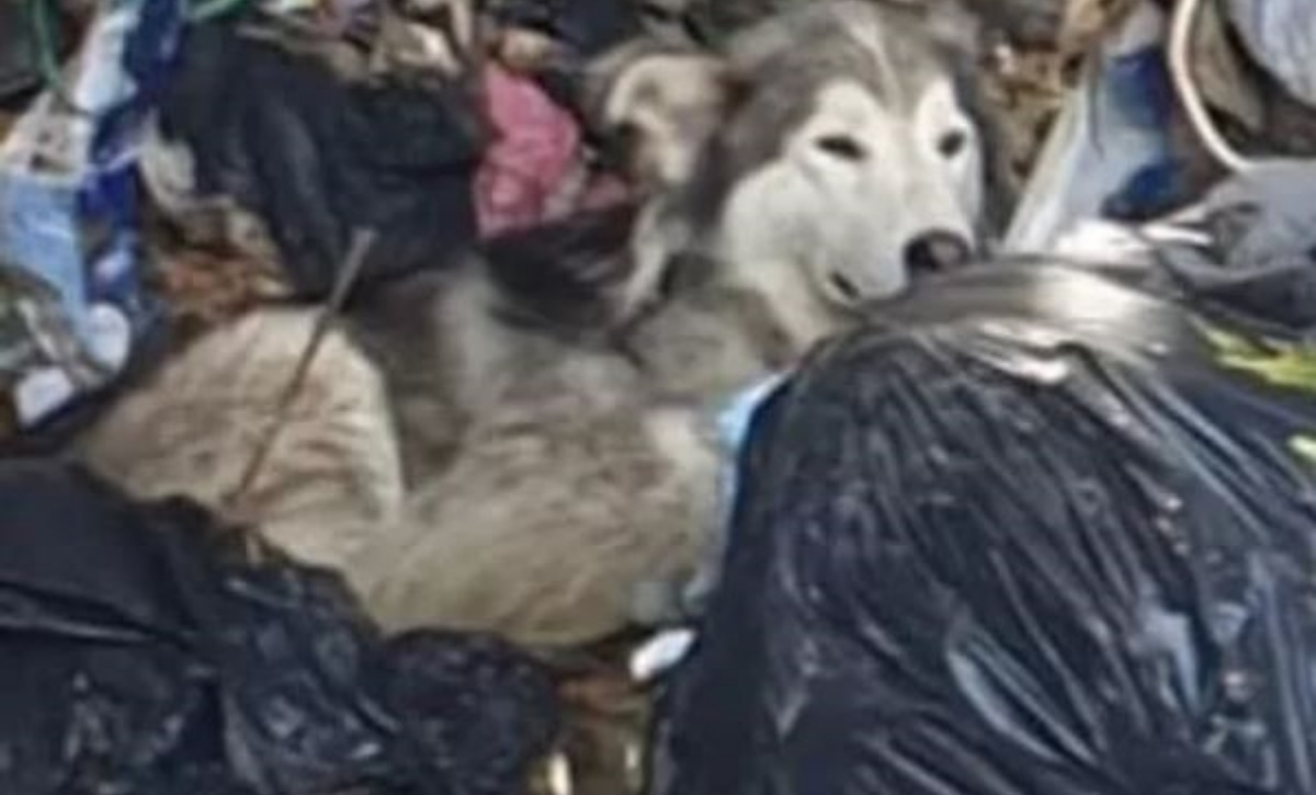 Husky salvato in una discarica