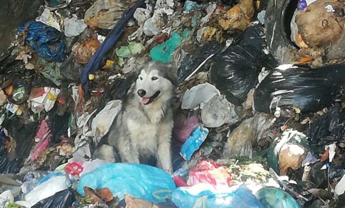 Husky salvato in una discarica