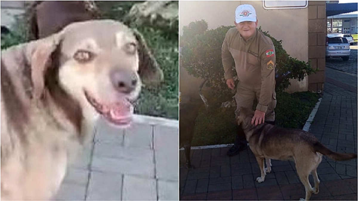 Il cane della comunità aiuta la polizia a trattenere il sospetto rapinatore