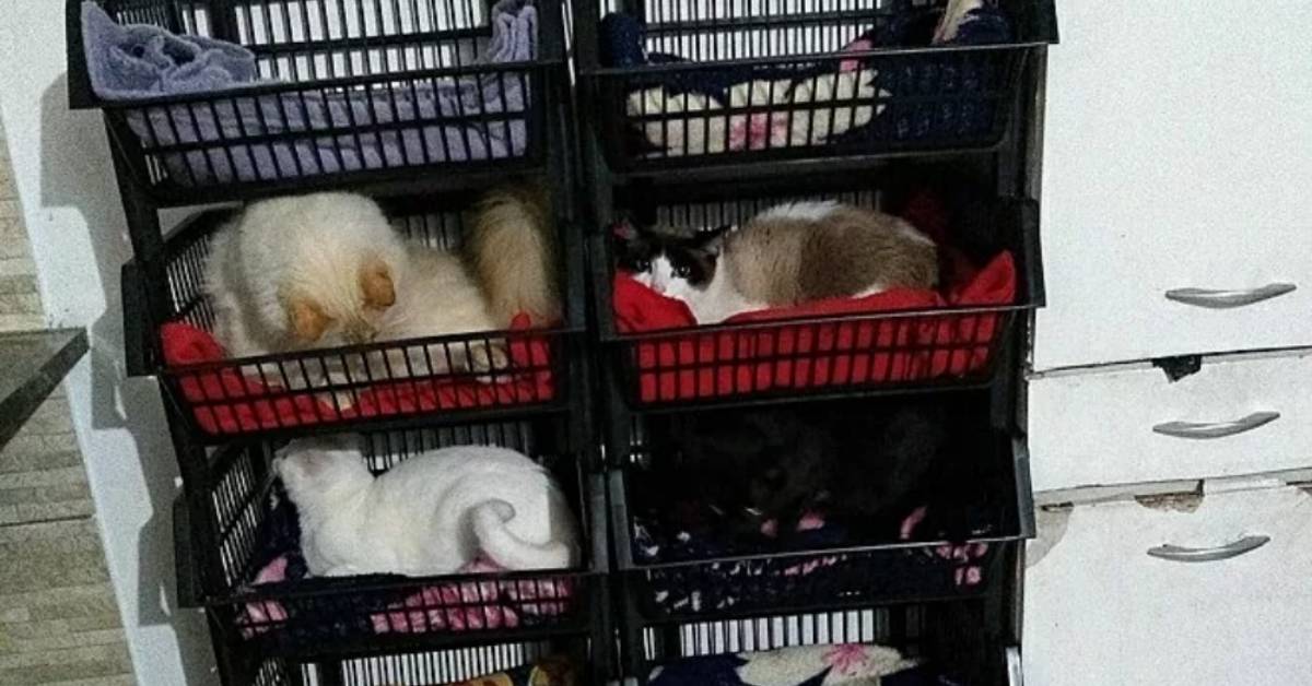 Letto a castello per gatti con i cestini della frutta