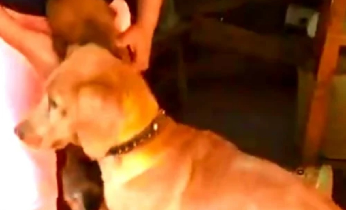 Il video di una mamma cane