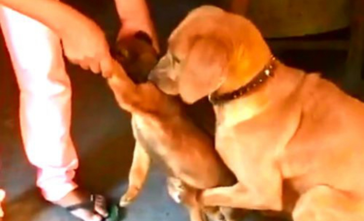 Il video di una mamma cane 