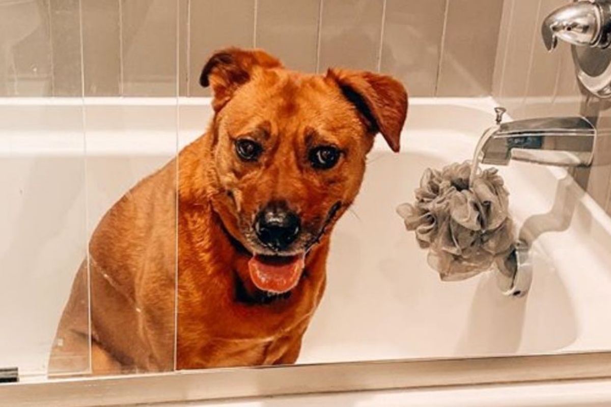 marvin e moose bagno