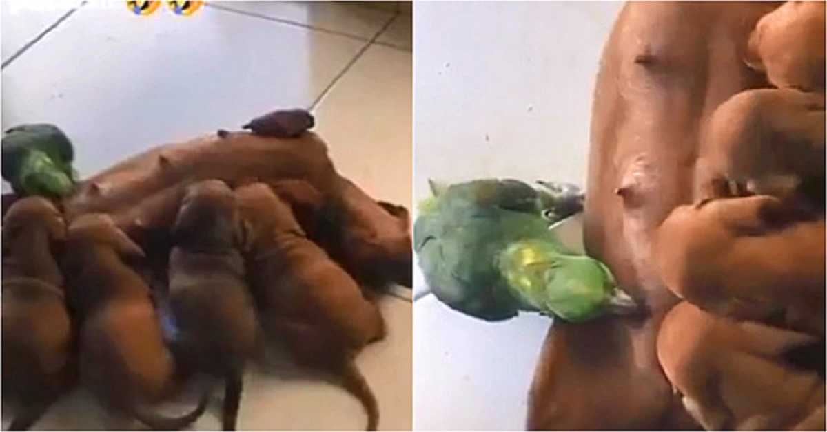 Pappagallo allattato da mamma cane insieme ai suoi cuccioli