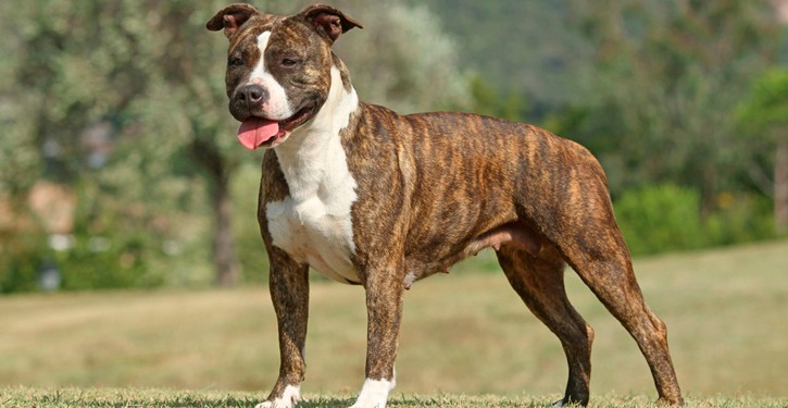 Pitbull muoiono da eroi per salvare un bimbo di 10 anni