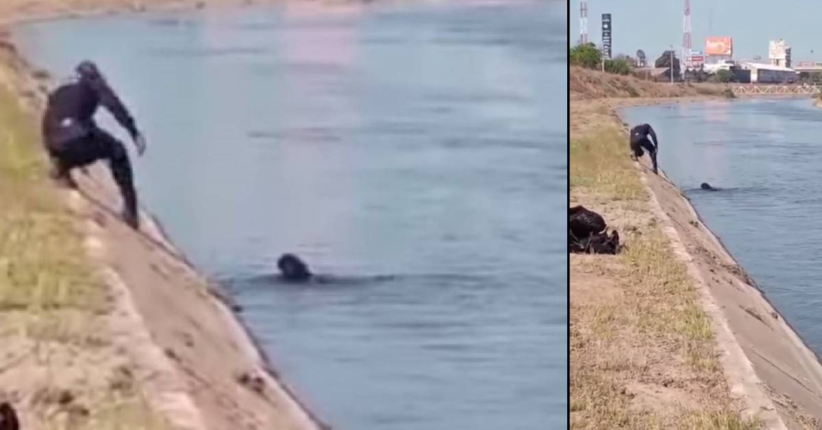 Poliziotto vede un cucciolo che stava per annegare: un passante riprende la scena con il cellulare