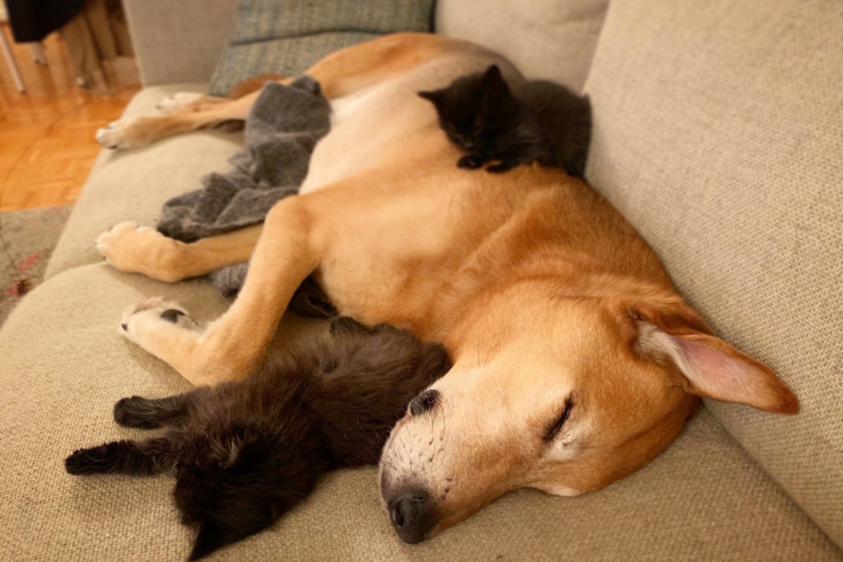 Raylan il cane premuroso che ama prendersi cura dei gattini abbandonati
