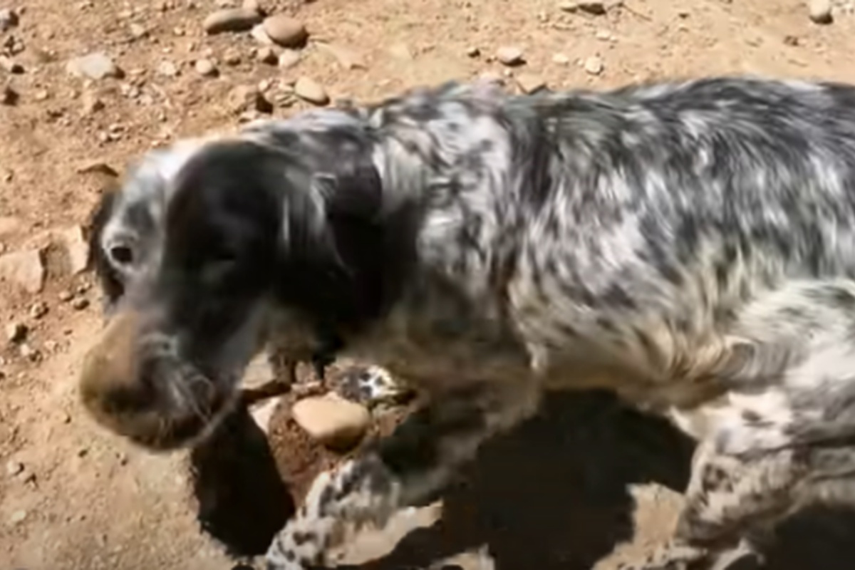 Mamma cane lotta per cercare il cibo per nutrire i suoi piccoli: la storia