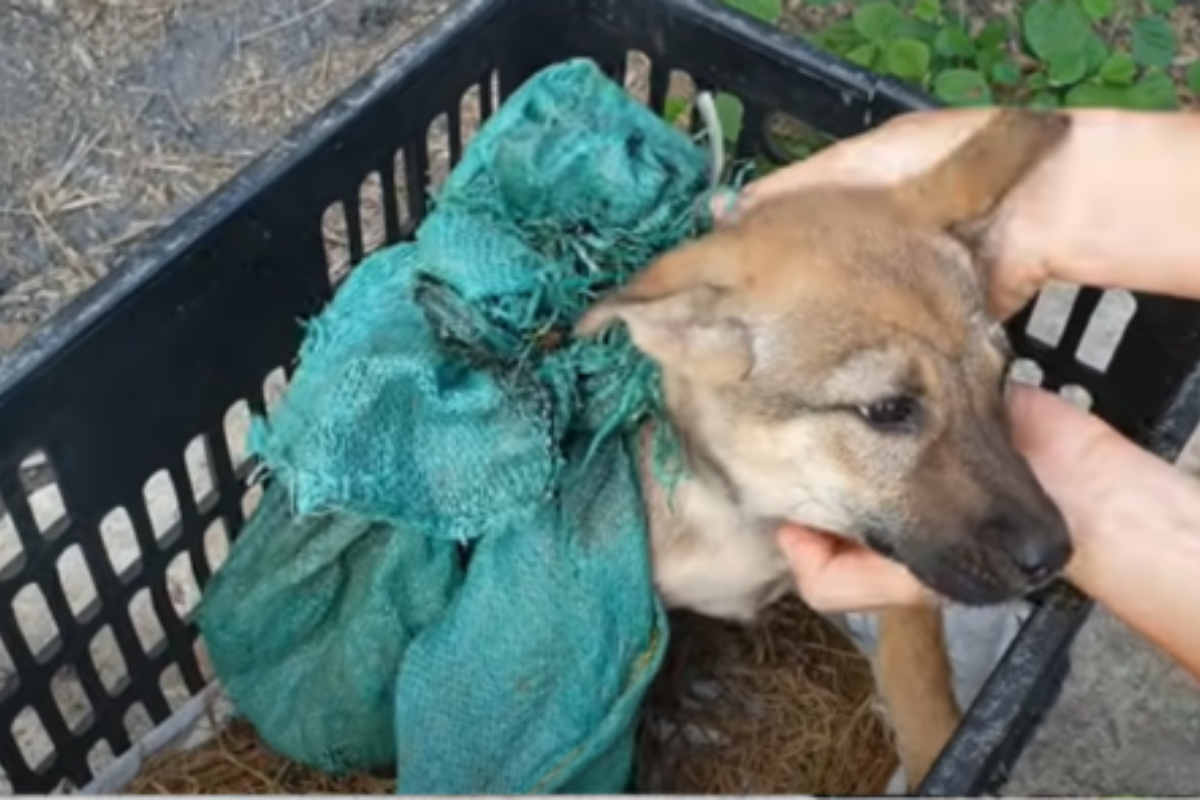 salvataggio cucciolo abbandonato