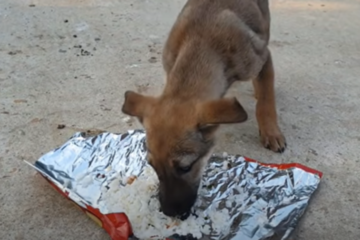 salvataggio cucciolo abbandonato