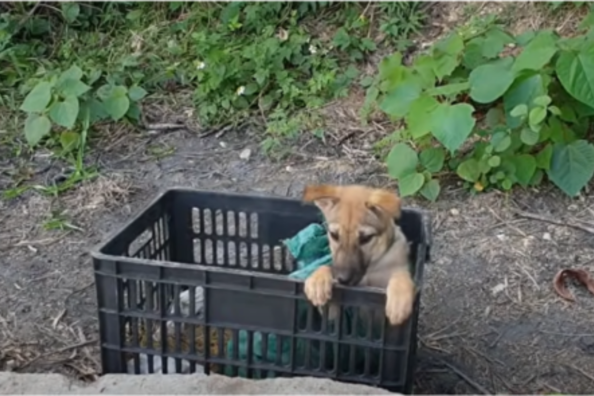 salvataggio cucciolo abbandonato