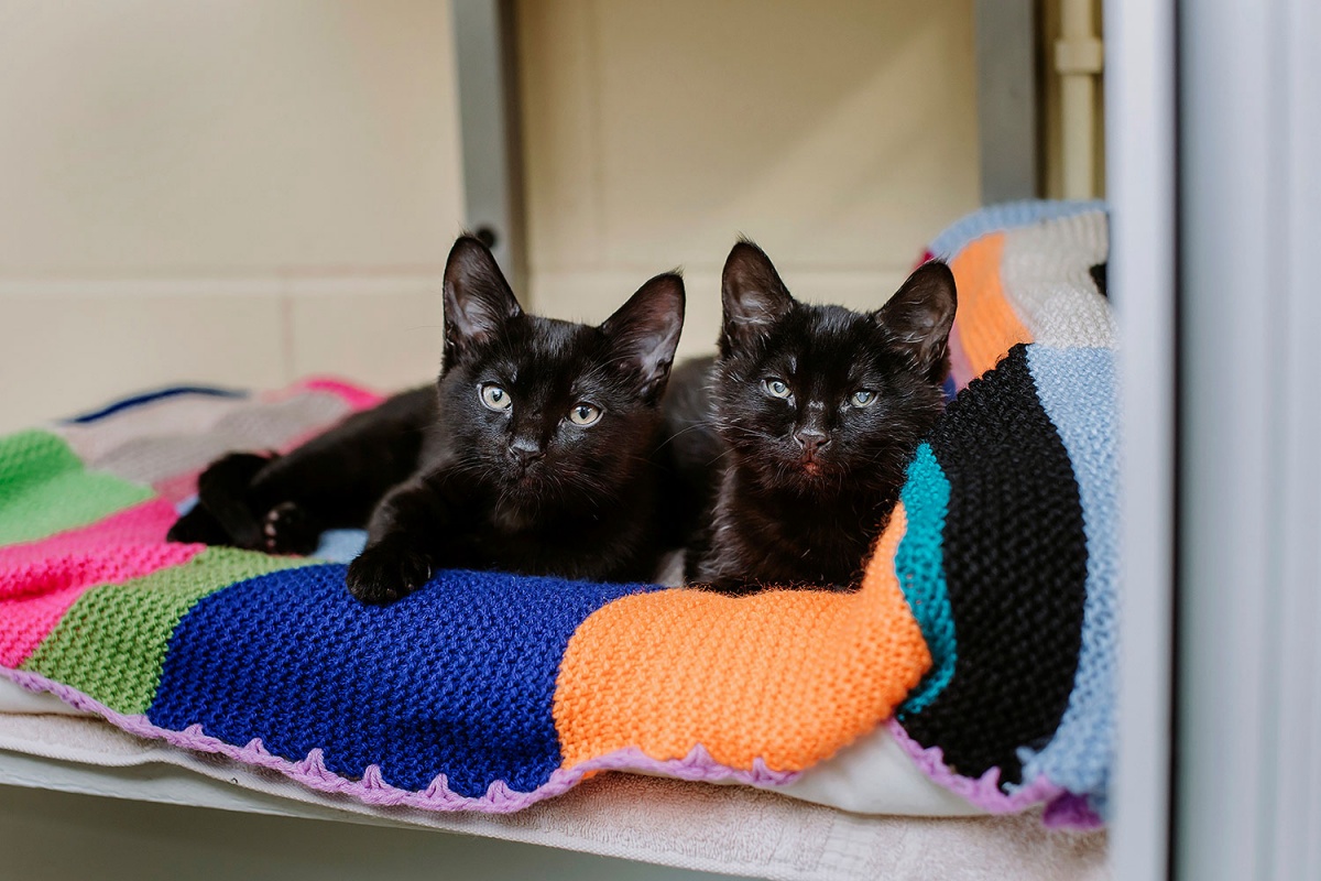 Specks e Dot due gattini abbandonati: uno era cieco e il fratellino non lo ha mai lasciato solo