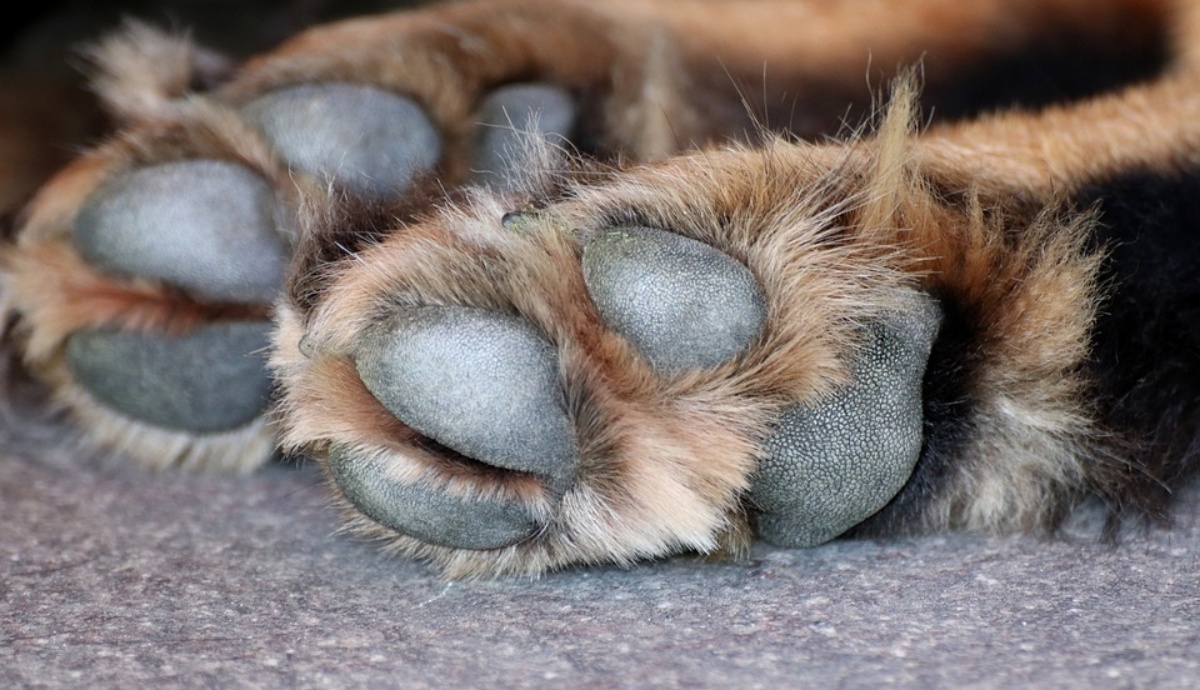 Leccese, uomo accusato di uccisione di animali: ha investito volontariamente il cane dei vicini
