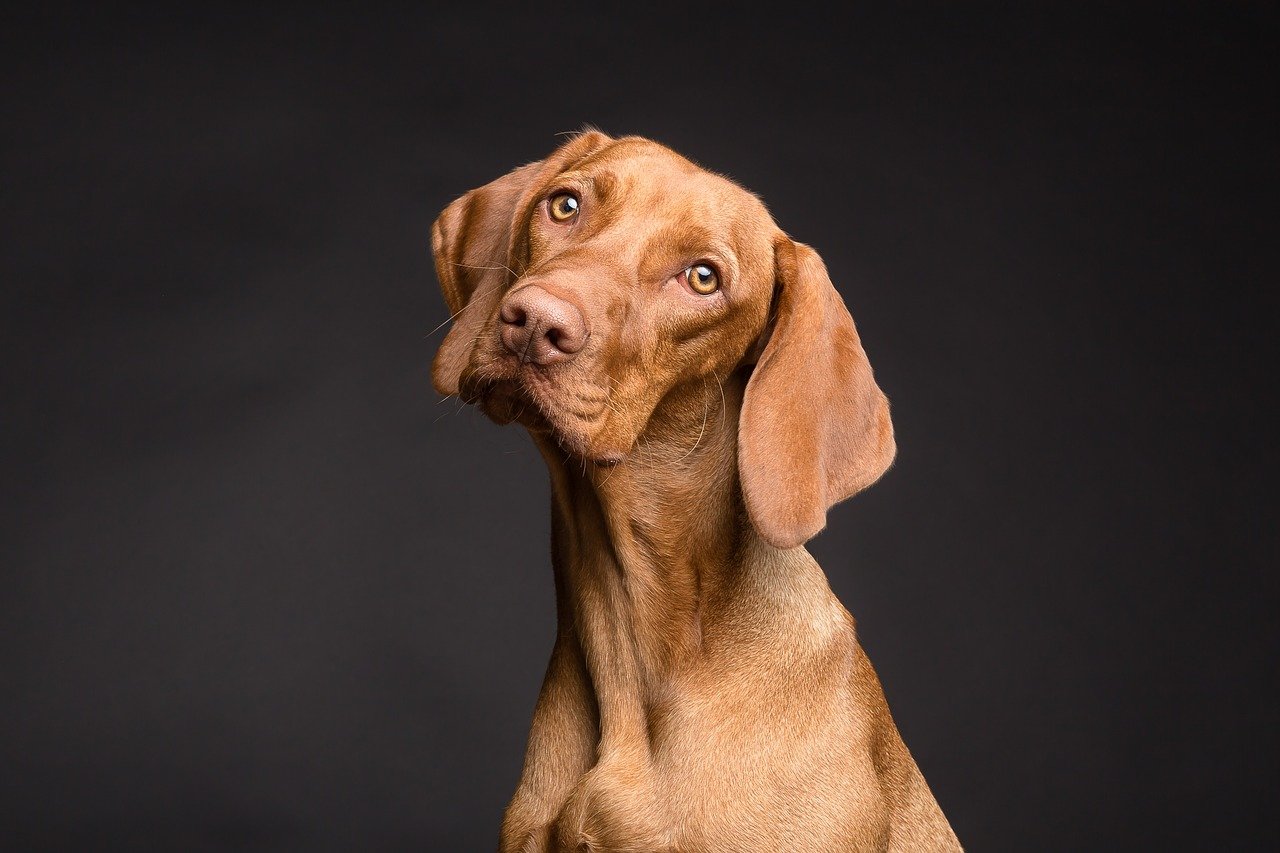 4 sintomi del cane che devono allarmare ogni proprietario