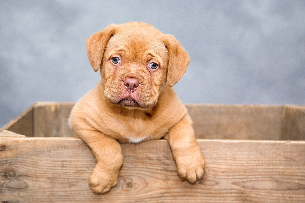 Legame tra cani e proprietari