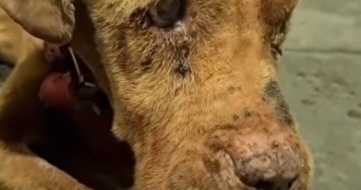 Il salvataggio del cane Africa