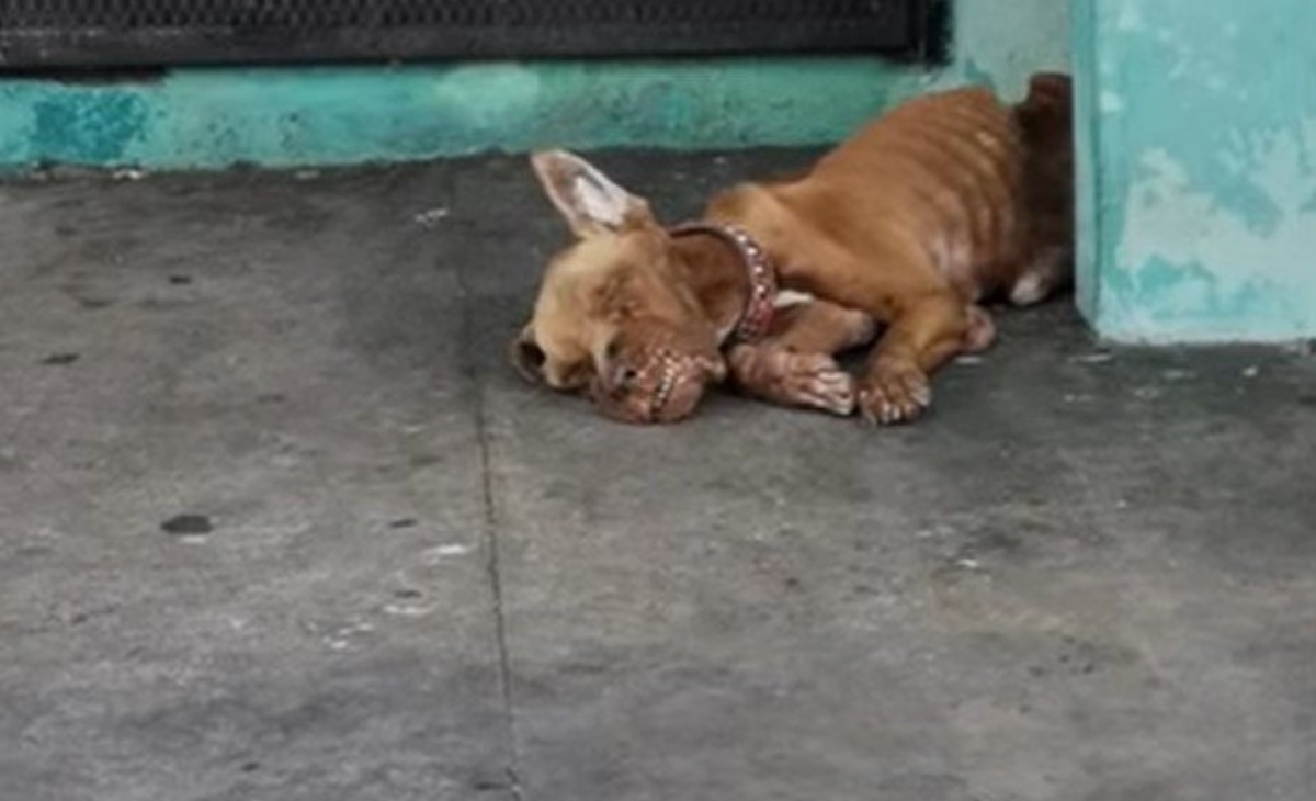 Il salvataggio del cane Africa