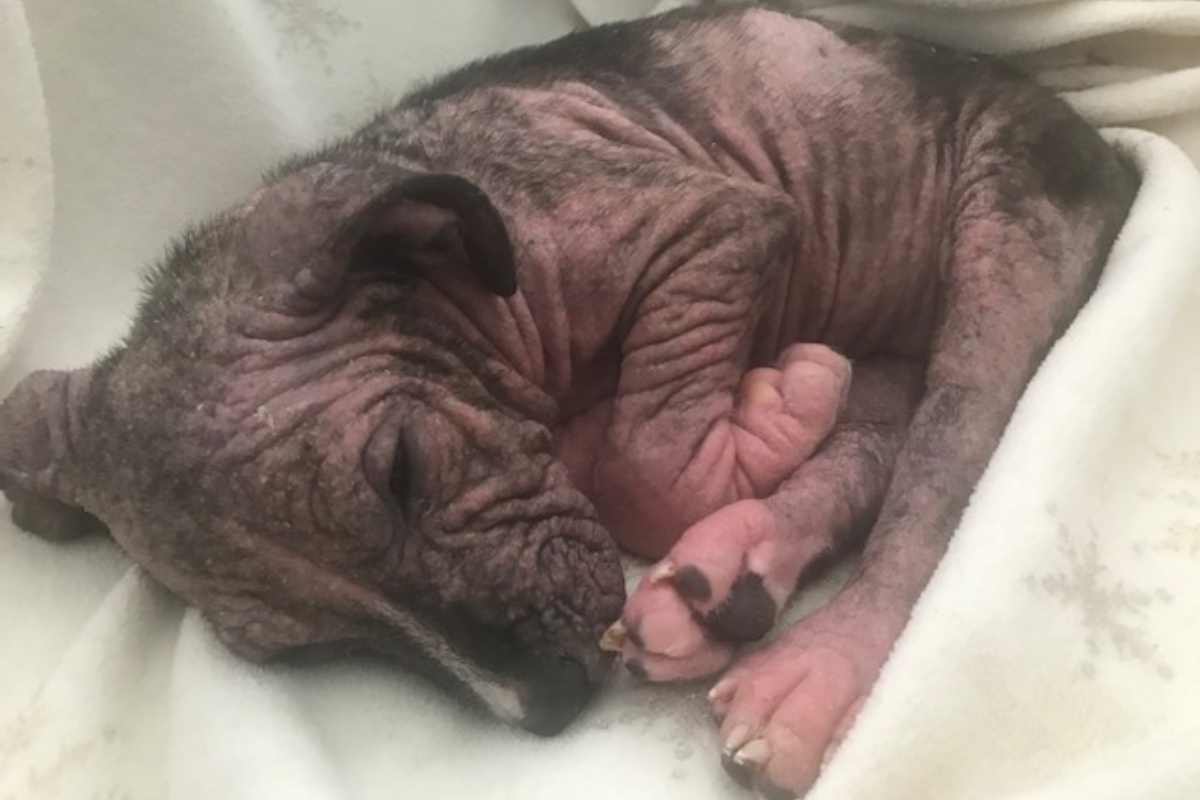 L’incredibile ed insperato salvataggio della cagnolina Amaani