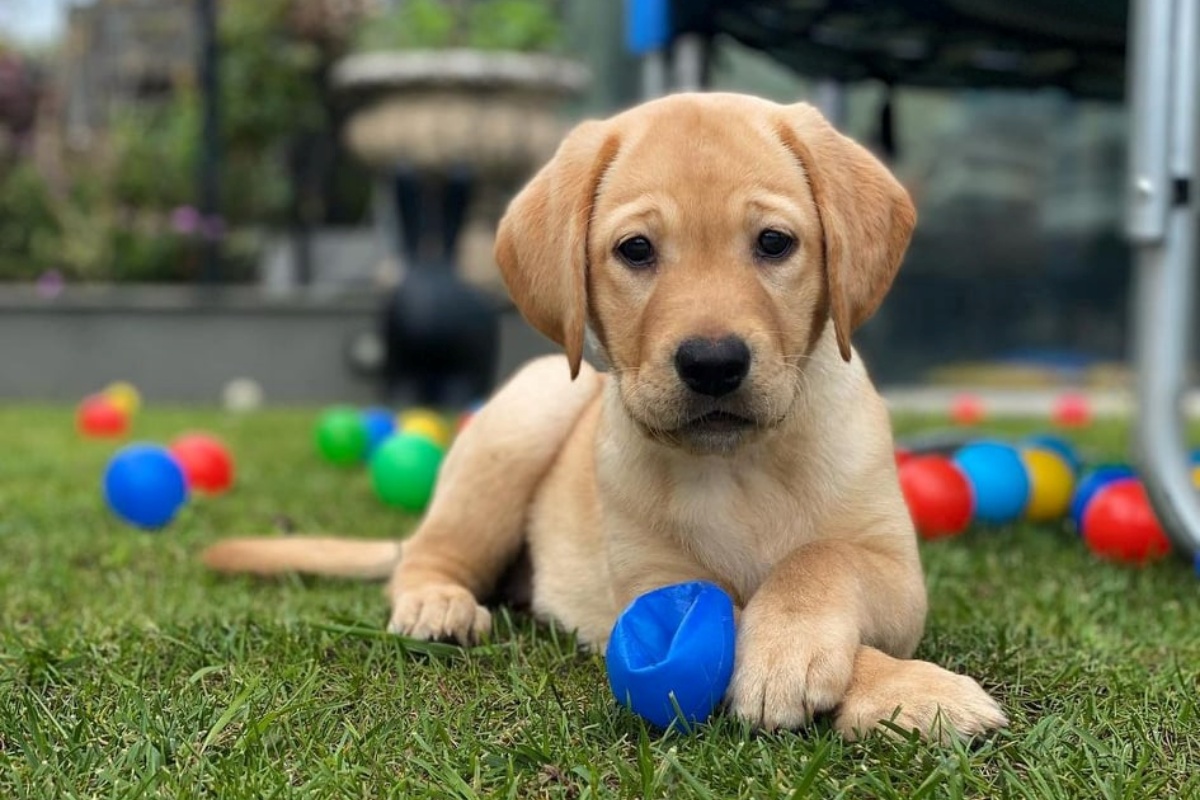 Una fantastica e pelosa new entry in casa di Daniele De Rossi: ecco le foto della cagnolina Arya
