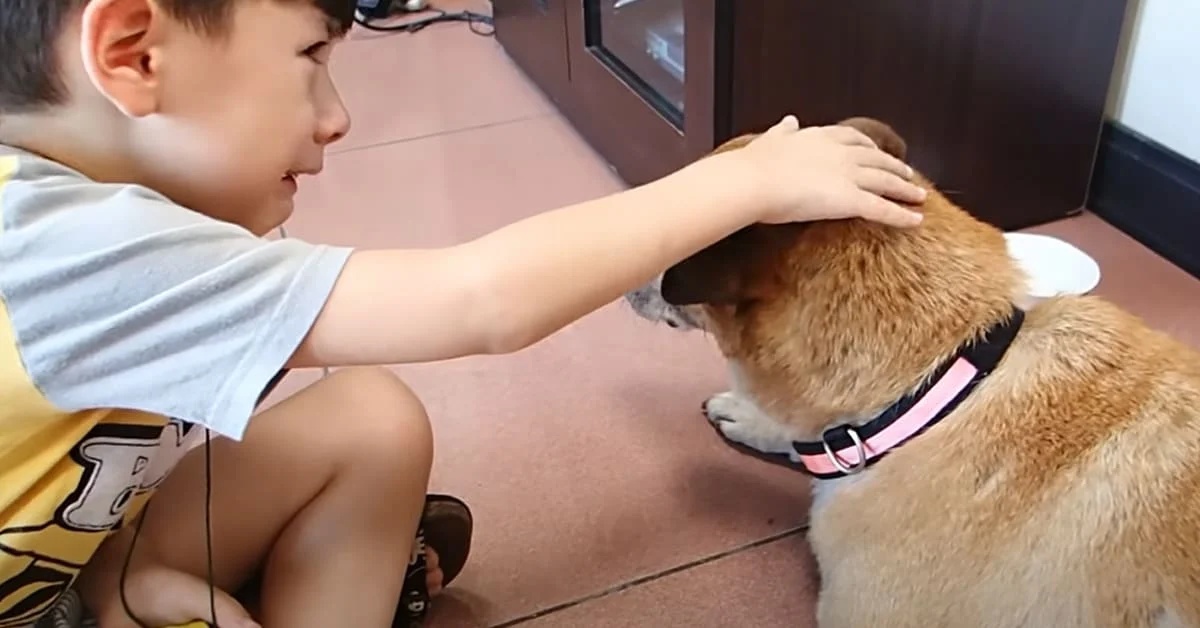 La triste storia del cane BaoBao