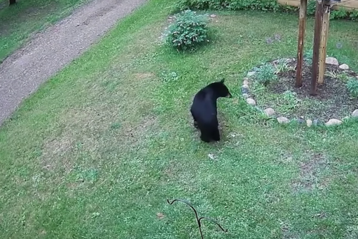 Orsetto curioso si intrufola nel cortile dei suoi genitori, ma la cagnolina Bella non è affatto d’accordo