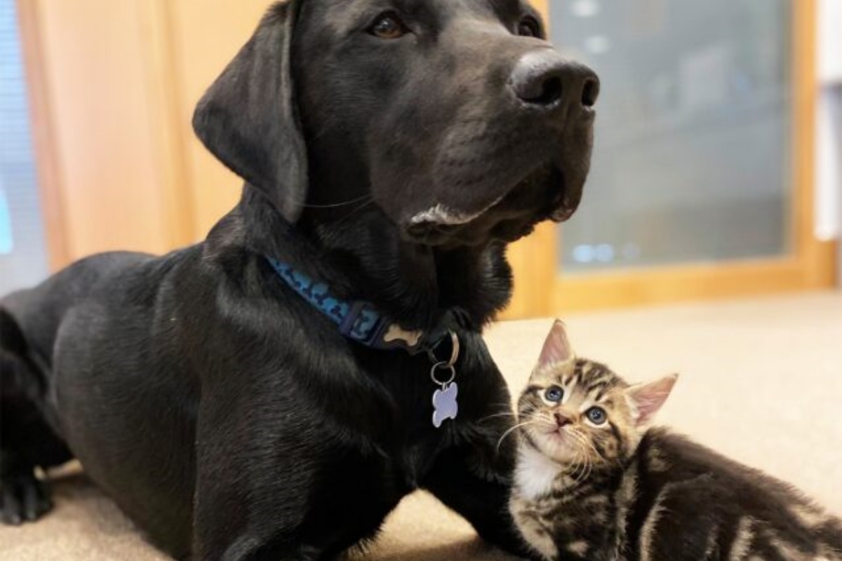 Bertie, il cagnolone amico dei gattini