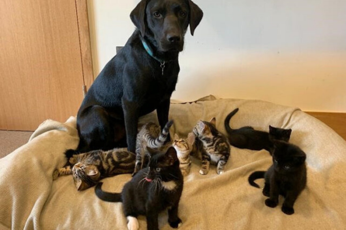 Bertie, il cagnolone amico dei gattini