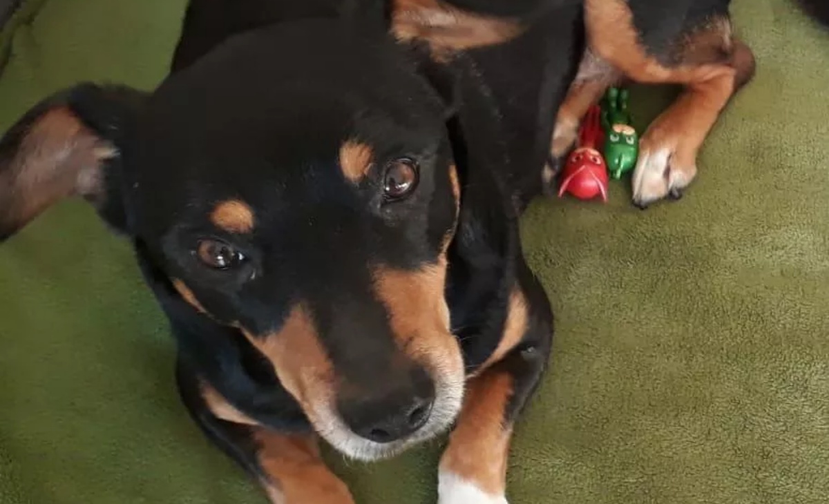 La storia del cane Blues, conteso per 10 anni tra due ex