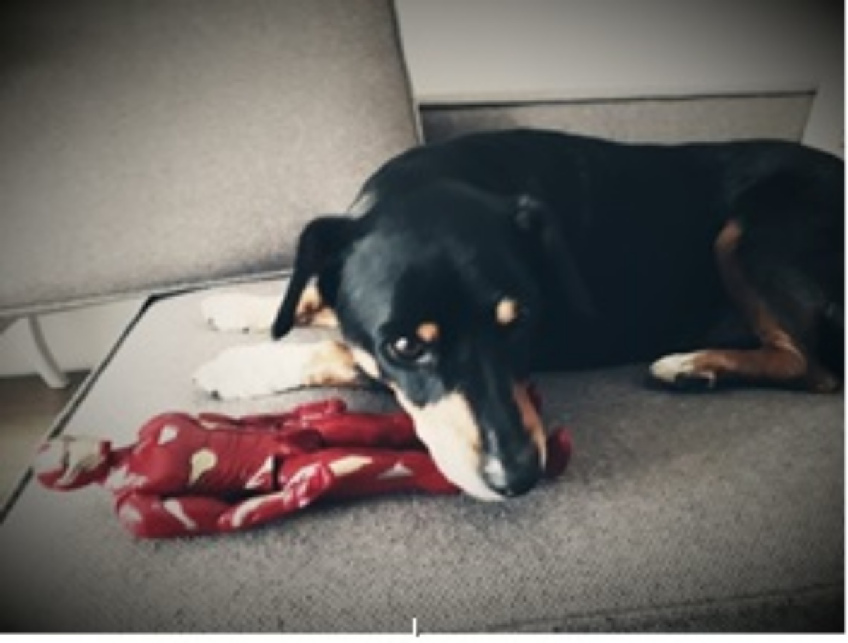 La storia del cane Blues
