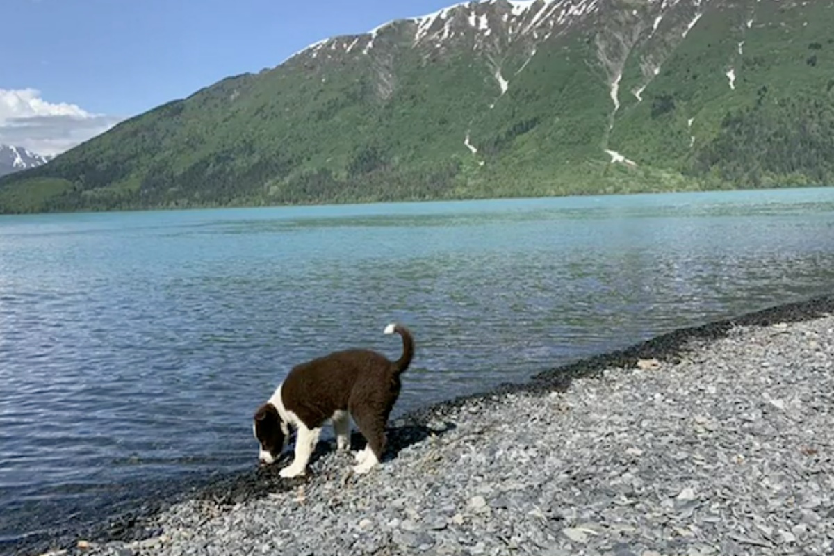Buckley e il suo papà Jason si dividono dopo l’attacco di un orso
