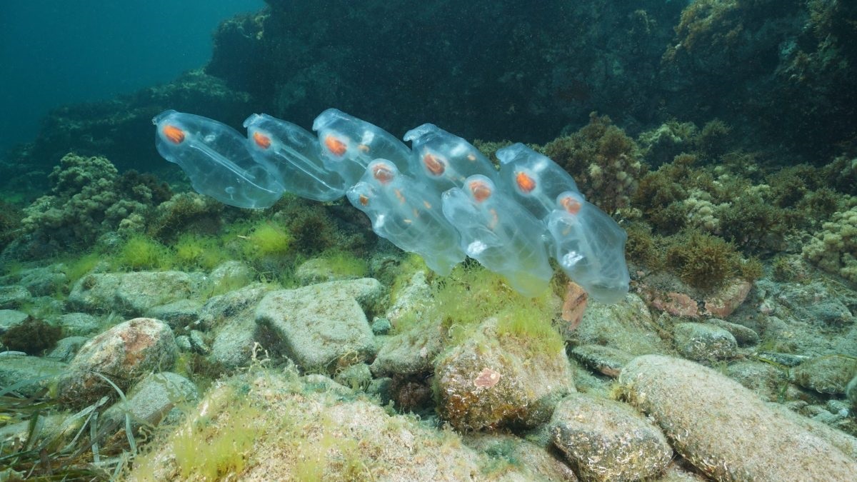 pesce anomalo trasparente