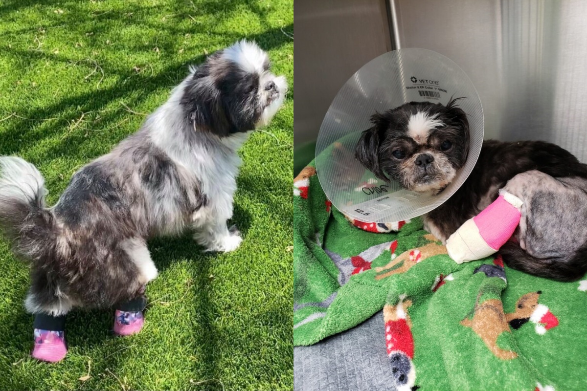 La storia a lieto fine della cagnolina Chloe