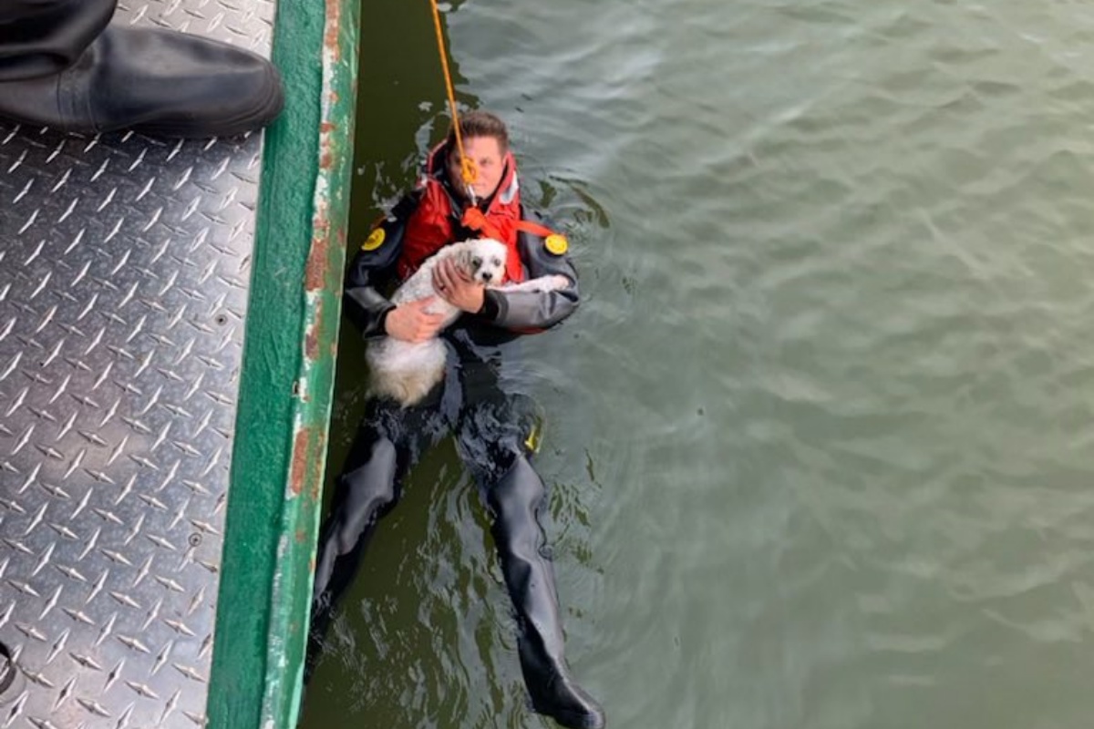 uomo si tuffa nel fiume per salvare il suo cucciolo