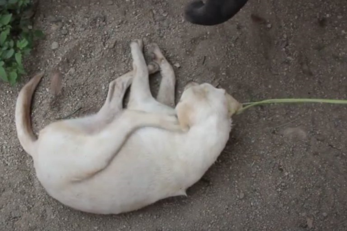 Cucciolo vuole dormire, ma un elefantino decide di svegliarlo